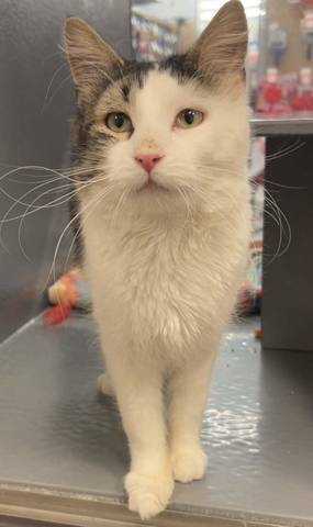 Niko, adopted