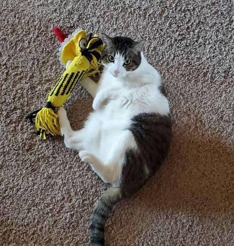 Celine, adopted
