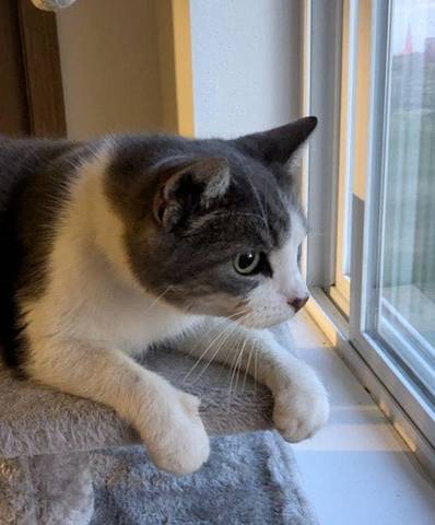Rafiki, adopted