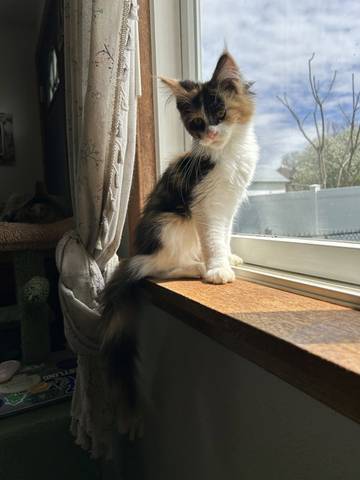 Posie, adopted