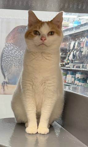 Peach, adopted