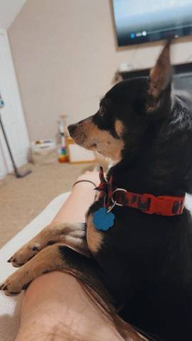 Tulip, adopted