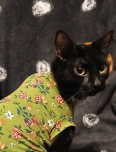 Halle, adopted