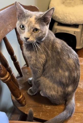 Polly, adopted