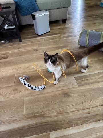 Simon, adopted