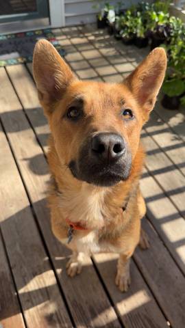 Bonnie, adopted