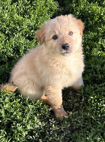 Chip, adopted