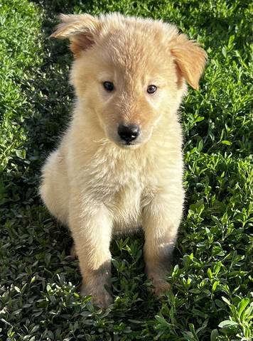 Benny, adopted
