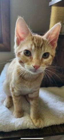 Muenster, adopted
