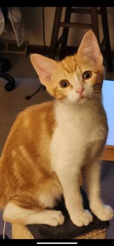 Colby Jack, adopted