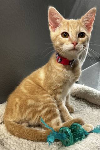 Cheddar, adopted