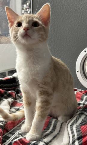 Gouda, adopted