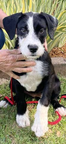 Iris, adopted