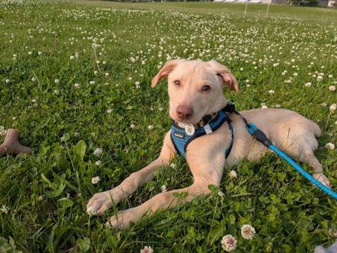 Shiloh, adopted