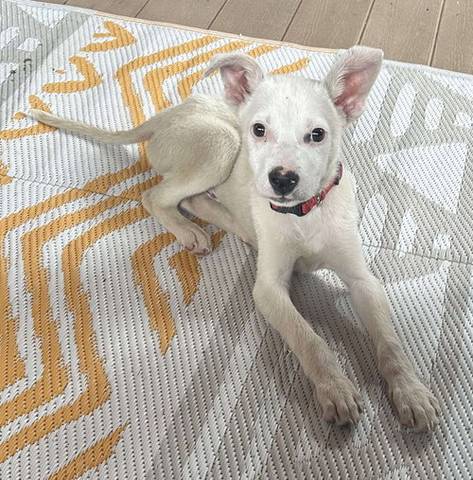 Casper, adopted