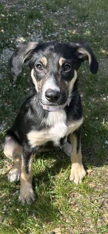 Ginny, adopted