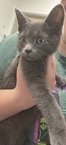 Ash, adopted