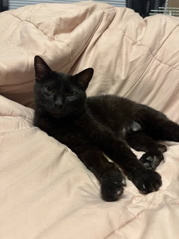 Aster, adopted