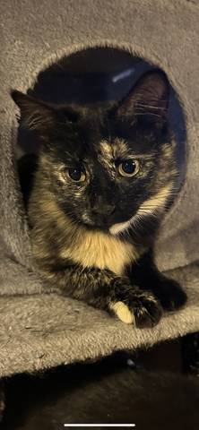 Azalea, adopted