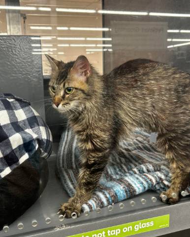 Callalily, adopted