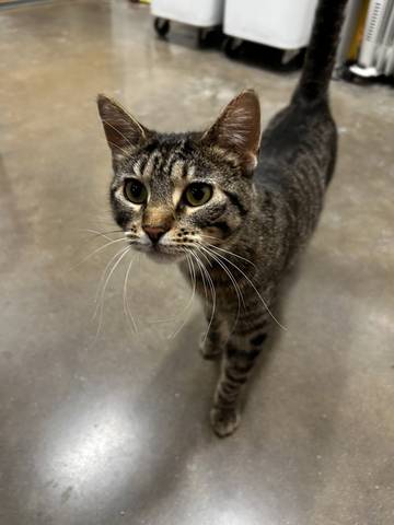 Trooper, adopted