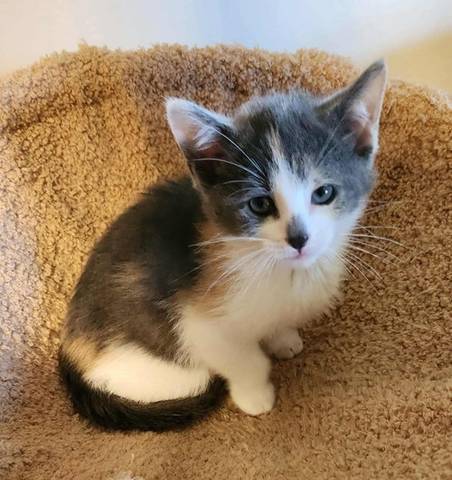 Cricket, adopted