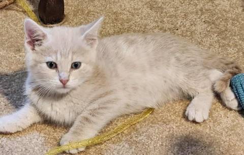 Glow Worm, adopted