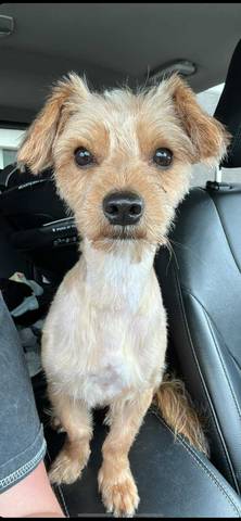 Bogey, adopted