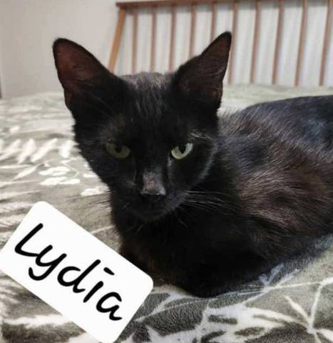 Lydia, adopted