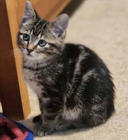 Ofelia, adopted