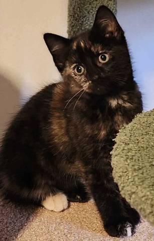 Carmen, adopted