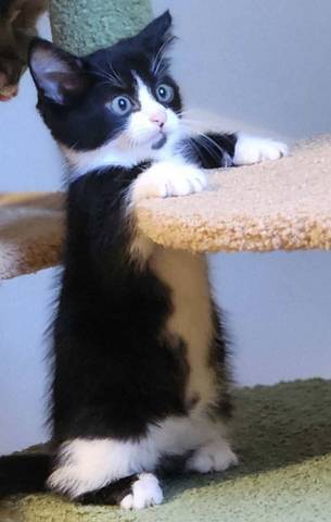 Felipe, adopted