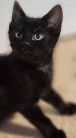 Pedro, adopted