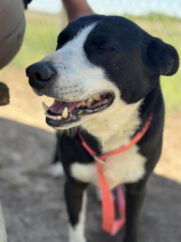 Bandit, adopted