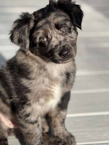 Eloise, adopted