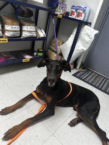 Kenshi, adopted