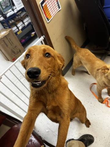 Reed, adopted