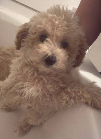 Webster, adopted