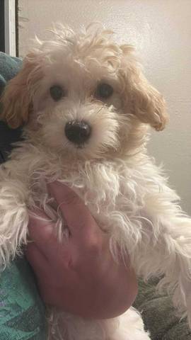 Waffles, adopted