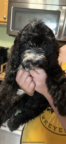Lenny, adopted