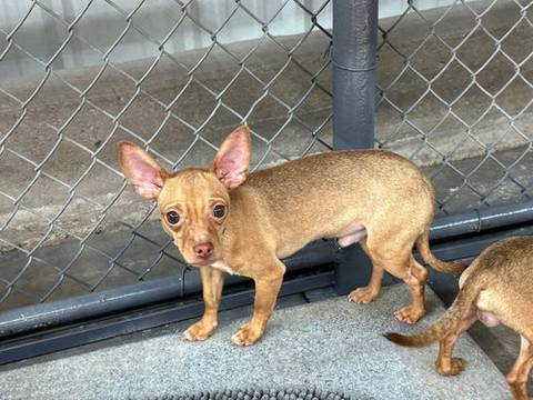 Rico, adopted