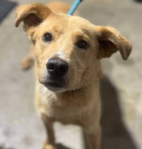 Gruene, adopted