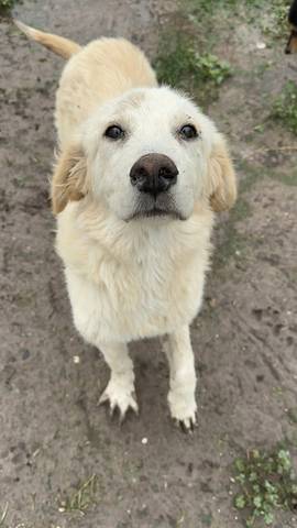 Peso, adopted