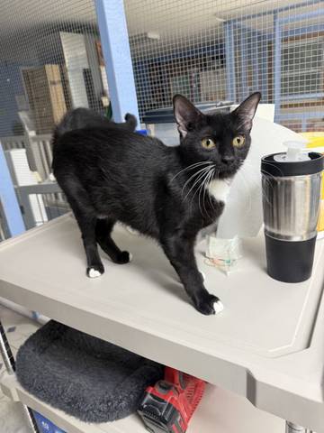 Mystic, adopted