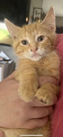 Mulligan, adopted