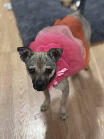 Dumpling, adopted