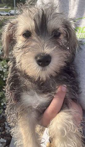 Mocha, adopted