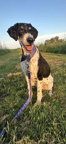 Maude, adopted
