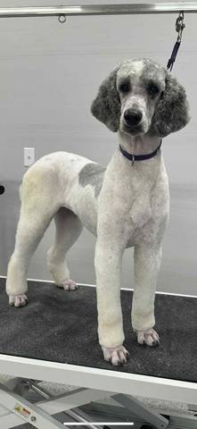 Georgia, adopted