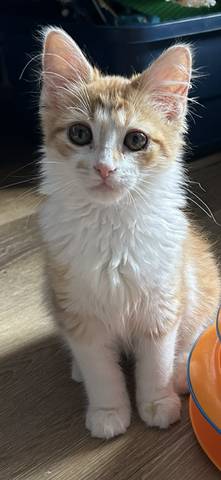 Carlie, adopted